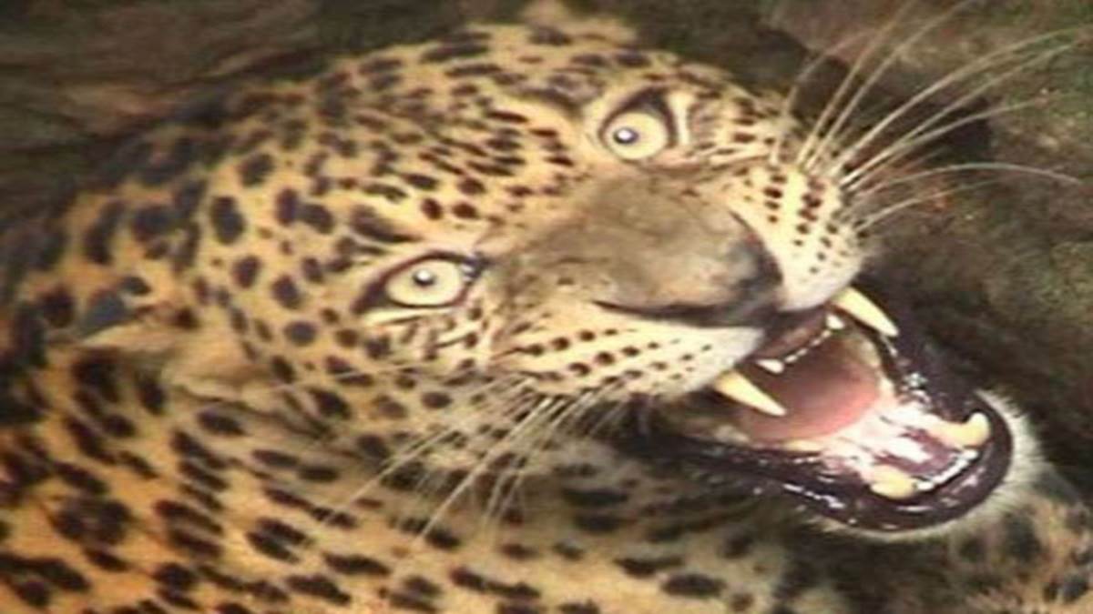 https://www.jagranimages.com/images/newimg/25062022/25_06_2022-leopard_22835642.jpg