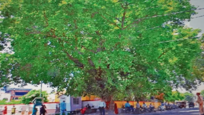 Green Heritage In Moradabad: मुरादाबाद में कमिश्नरी चौराहे पर लगा पाखड़ का पुराना पेड़।