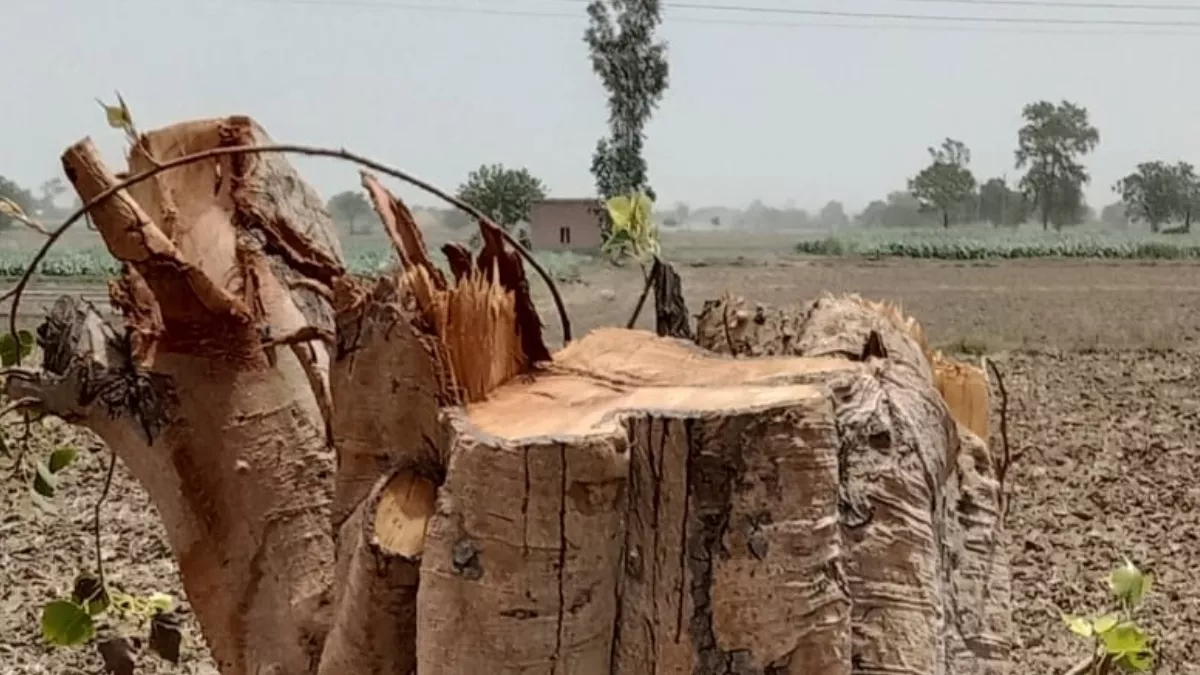हरियाणा में लाखों रुपये कीमत के विभिन्न प्रजातियों के पेड़ गायब, पर्यावरण प्रेमियों ने सीएम से कार्रवाई की मांग