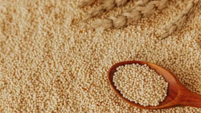शासन ने हमीरपुर में मोटा अनाज बोने के लिए जारी किए निर्देश