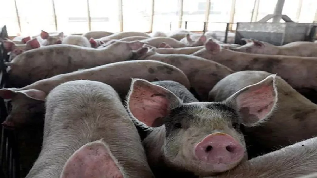 African Swine Flu: केरल में स्वाइन फ्लू का खौफ, वायनाड में अब तक मारे गए 190 सूअर