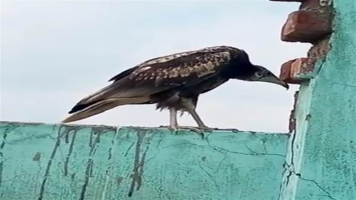injured egyptian vulture took shelter on the roof of the house in meerut