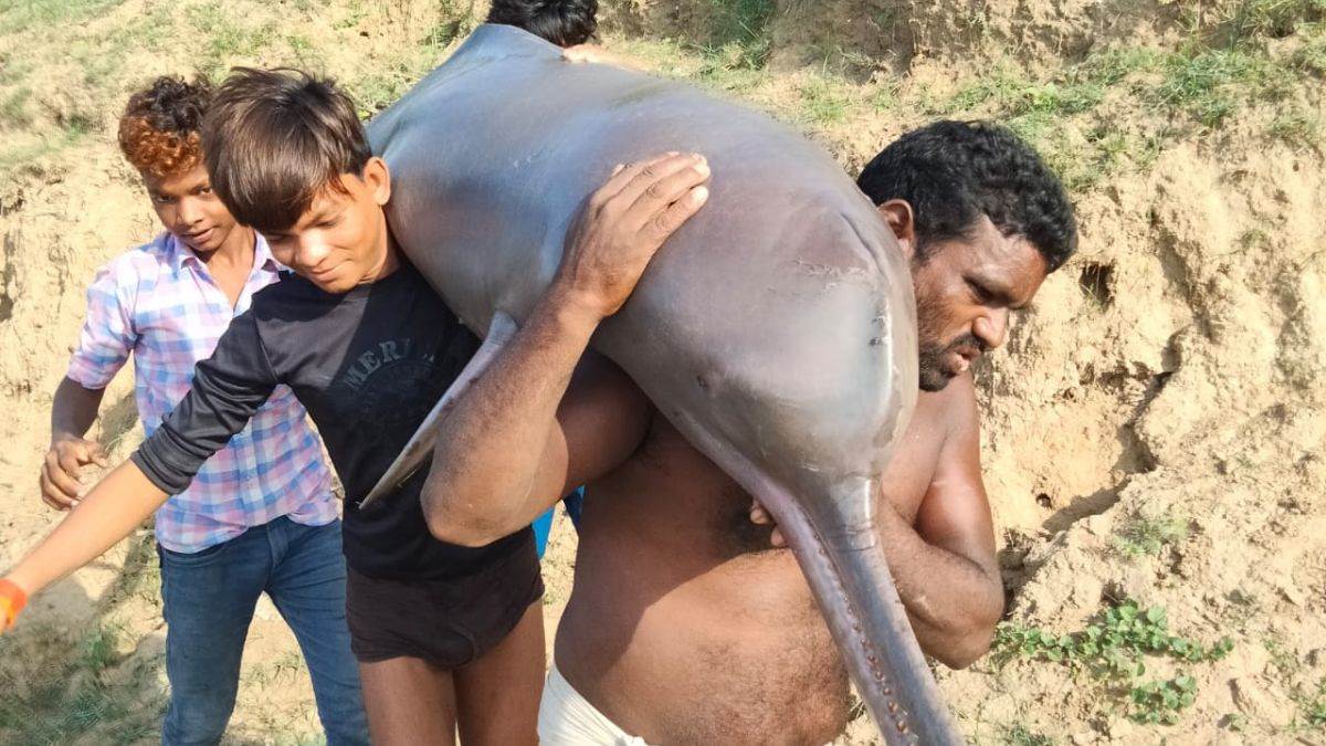 up news killed a 100 kg dolphin and fed it to the entire township the administration became active after the video went viral