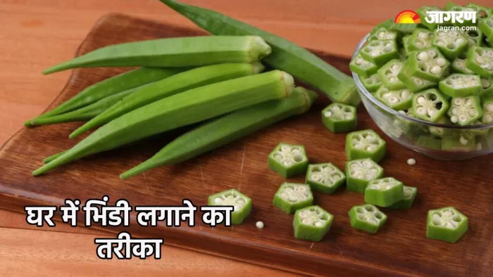 भिंडी के पौधे लगाने का तरीका (Pic credit- freepik)