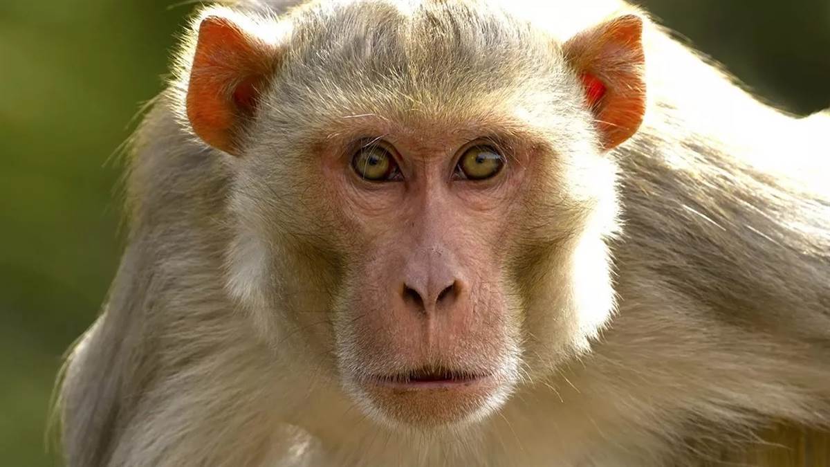 relief from terror of monkeys rescue center will be built on five acres in agra