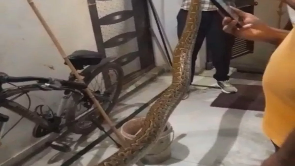 Bulandshahr : घर में घुस गया 12 फीट का अजगर, मची चीख-पुकार और फिर...
