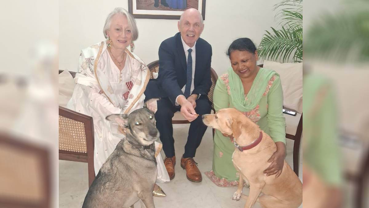 chandigarh street dogs will now visit london british deputy high commissioner returns to england took shimla and sula with her