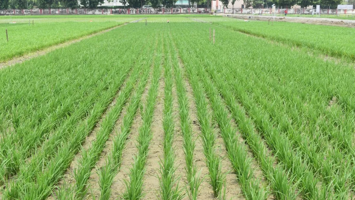 यूपी का वो कौन-सा इलाका है, जहां बारिश नहीं होने से किसान परशान? सैकड़ों एकड़ भूमि पड़ी है खाली