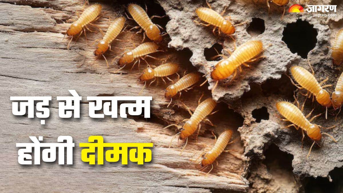 https://www.jagranimages.com/images/newimg/25072025/25_07_2025-remedies_for_termites_1_23994271.jpg