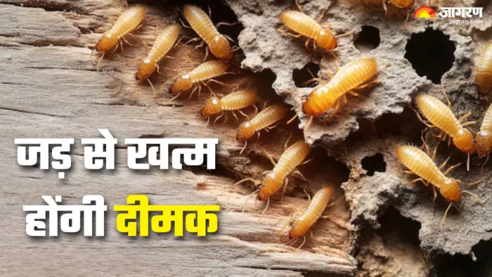 दीमक से हैं परेशान? इन आसान तरीकों से पाएं छुटकारा