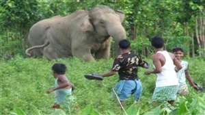 देर रात जंगल से शहरी इलाके में प्रवेश कर हाथियों ने मचाया तांडव। सांकेतिक तस्‍वीर।