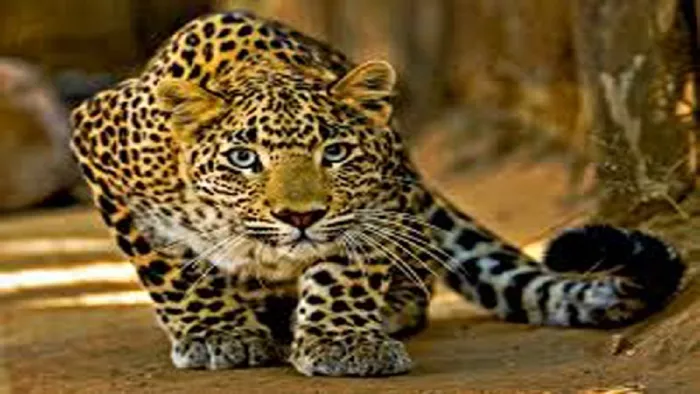 Leopard attack in pithauragarh वन विभाग से गश्त करने और गुलदार के आंतक से निजात दिलाने की मांग की है।