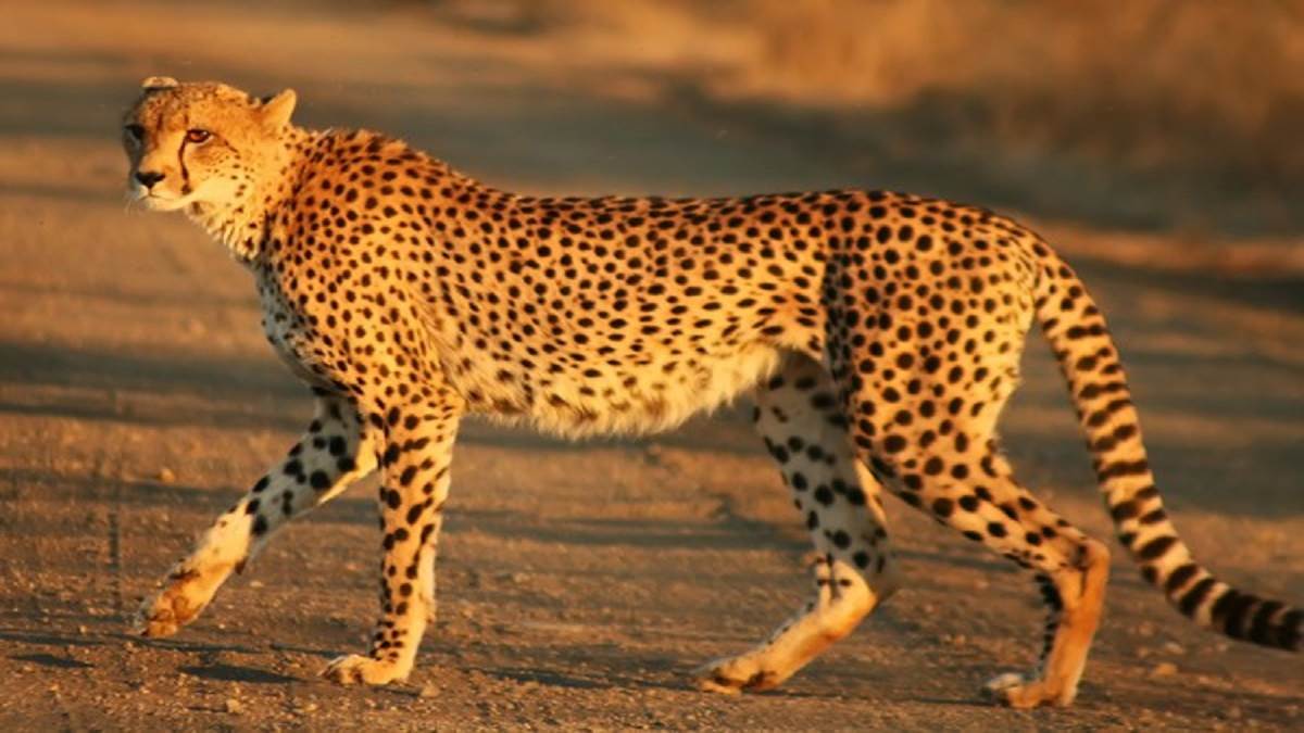 india considered sourcing cheetahs from somalia tanzania sudan to avoid adaptation challenges