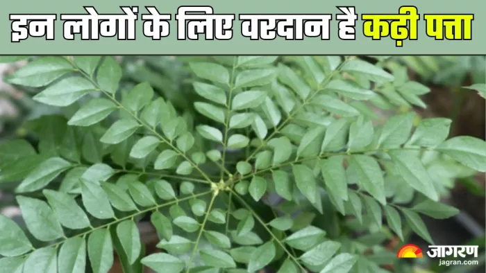 इन लोगों को जरूर खाना चाहिए कढ़ी पत्ते (Picture Credit- Freepik)