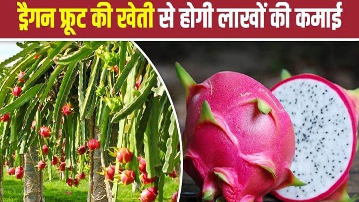 dragon fruit cultivation in siwan bihar government to provide 3 lakh grant