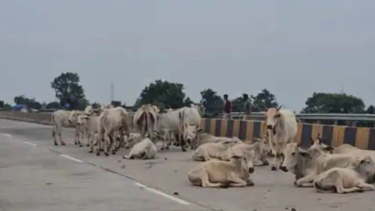 https://www.jagranimages.com/images/newimg/25082025/25_08_2025-cow_accident_badaun_24024376.jpg