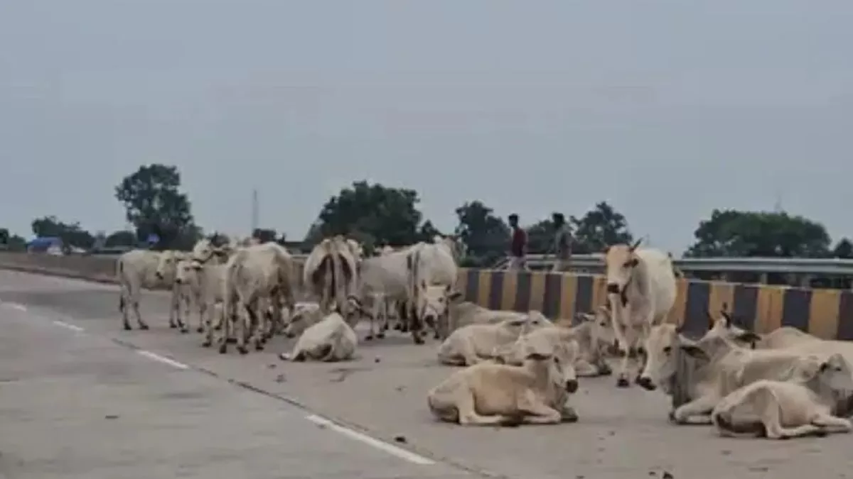 यूपी में 300 मीटर दूर तक गाय को घसीटकर ले गया डंपर, ग्रामीणों ने चालक को पकड़कर पीटा