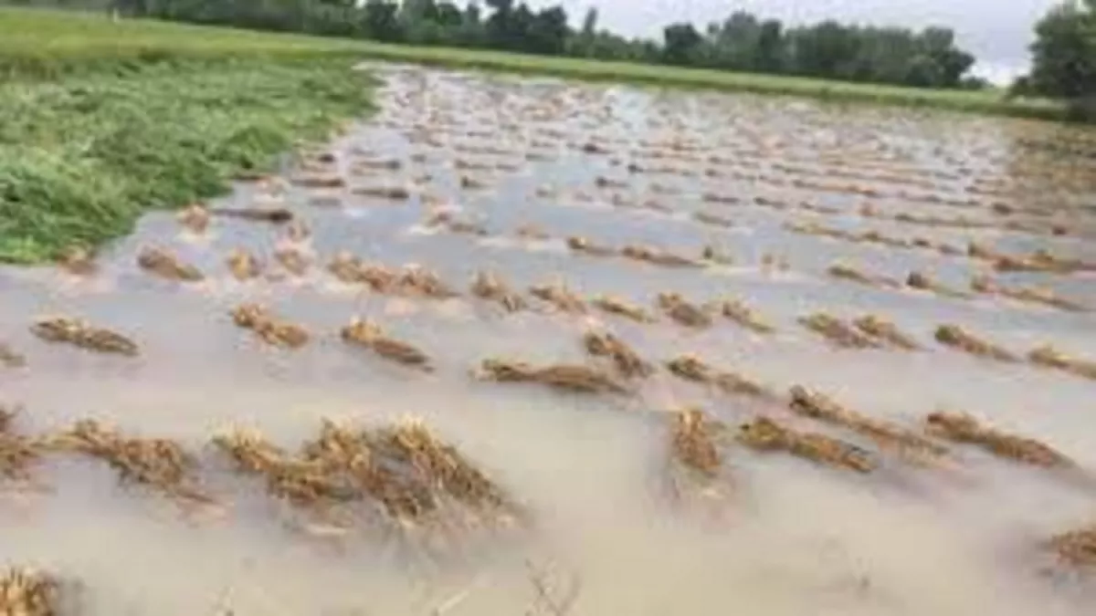 Jharkhand News: अतिवृष्टि से 2.18 लाख हेक्टेयर की फसल बर्बाद, जानें किस जिले में कितना वर्षापात