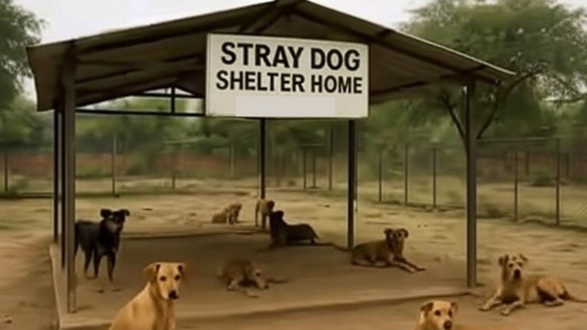 ncr nagar nigam ghaziabad plans dog shelters after court order