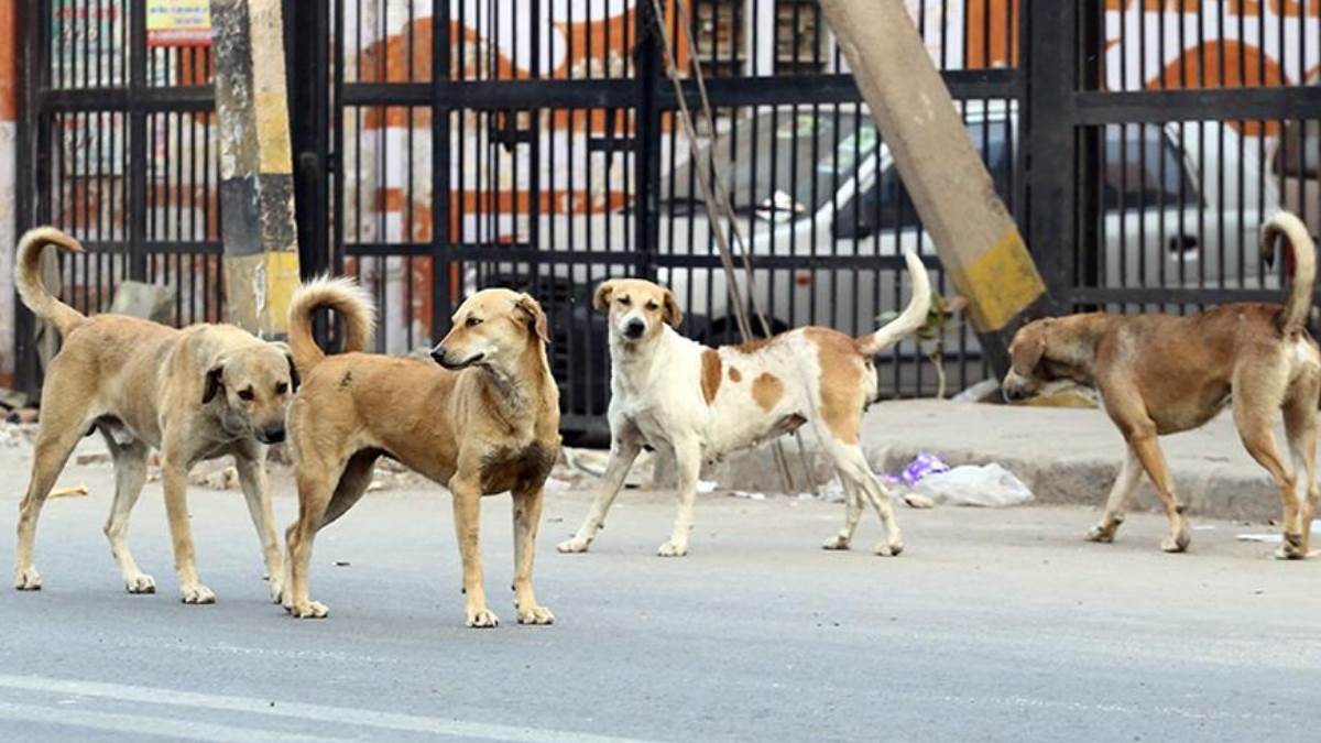 https://www.jagranimages.com/images/newimg/25082025/25_08_2025-dogs_24024561_1635995.jpg