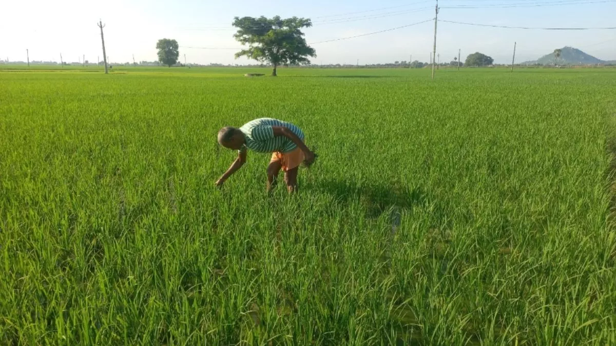 हरियाणा के किसानों के लिए जरूरी खबर, फसल बेचने के लिए जल्द कराएं रजिस्ट्रेशन; अंतिम तिथि जारी
