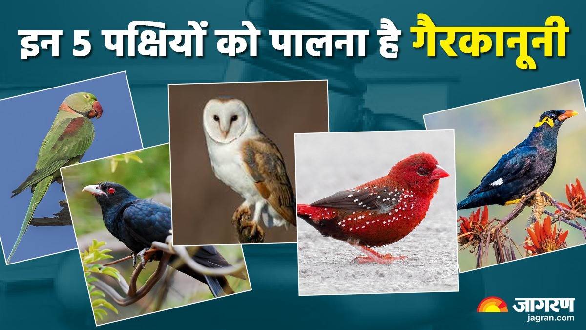 https://www.jagranimages.com/images/newimg/25082025/25_08_2025-keeping_these_5_birds_is_illegal_in_india_24024268.jpg