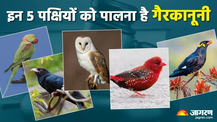 इन 5 पक्षियों को घर में रखने पर हो सकती है जेल (Image Source: Jagran)