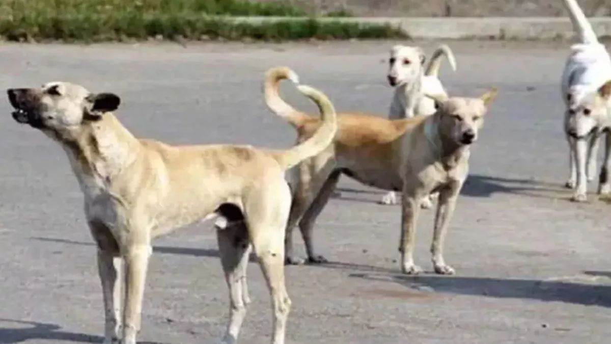 https://www.jagranimages.com/images/newimg/25082025/25_08_2025-stray_dogs_shelter_home_24024868.jpg