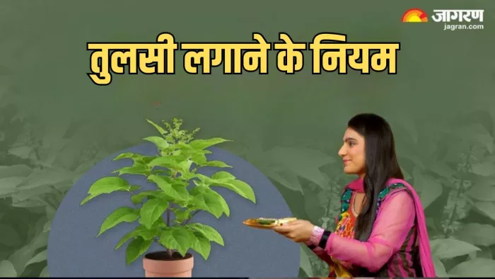कब और कहां लगाएं तुलसी का पौधा
