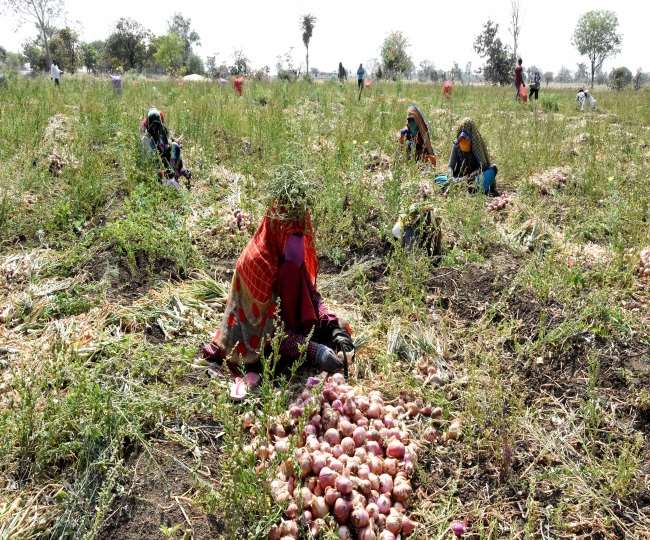 राजस्थान में बारिश के कारण प्याज की फसल खराब। फाइल फोटो
