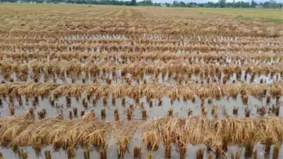 ड्रेन आठ उफान पर आने से किसानों की बढ़ी मुसीबत, फसलों में हुआ जलभराव