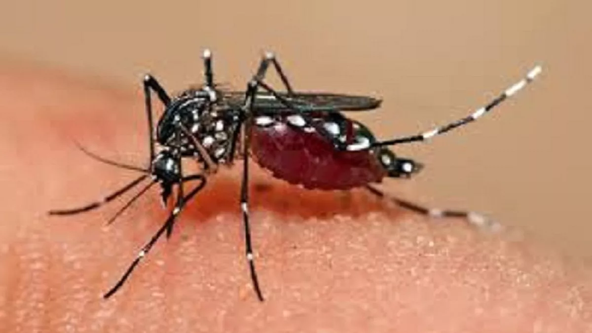 नैनीताल जिले में बढ़ डेंगू का प्रकोप, अब तक 19 मामले सामने आए, 10 से अधिक मरीज दमुवाढूंगा क्षेत्र से