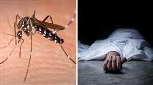 Dengue outbreak in Bareilly: डेंगू को लेकर स्‍वास्‍थ्‍य विभाग अलर्ट हो गया है। प्रतीकात्‍मक तस्‍वीर