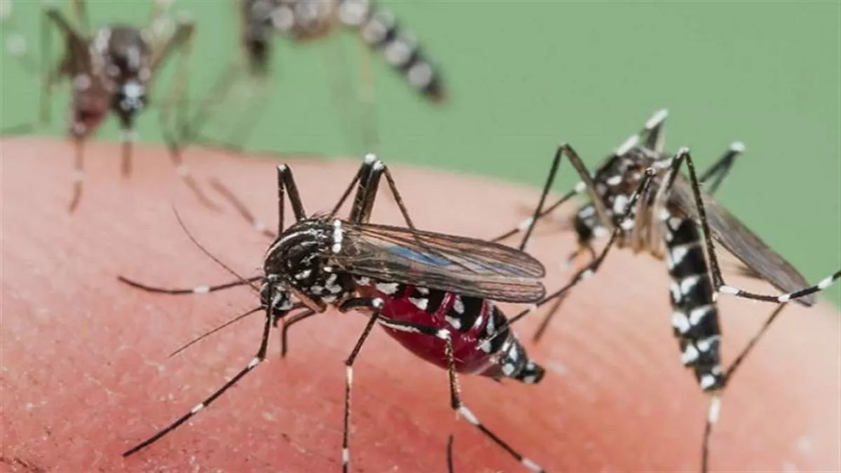 हर दिन बढ़ रहा डेंगू का डंक, तीन और मरीज मिले, नैनीताल जिले में अब तक 26 लोग हो चुके बीमार