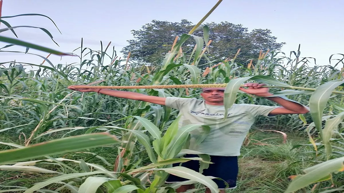 जींद के गांव रधाना के किसान की बाजरे की फसल बनी चर्चा का विषय, आई चार फीट की सिरटी