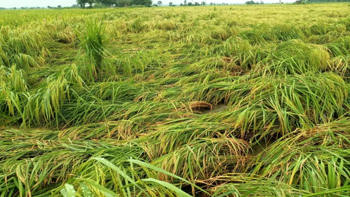 पंजाब में भारी बारिश से धान की फसल फिर बर्बाद। फोटो जागरण