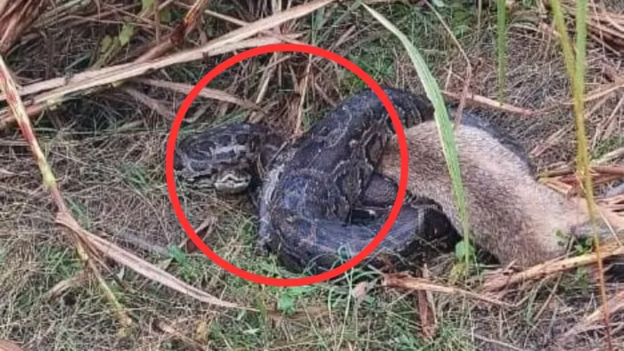 Ajgar : खेत में जैसे ही पहुंचा किसान सामने आ गया विशालकाय अजगर; इसके बाद किसान ने किया यह काम...