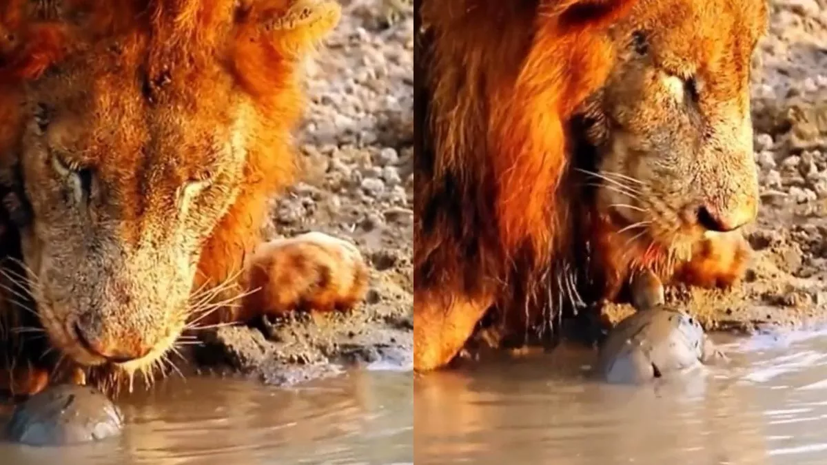 Viral Video : कछुए ने शेर को पानी पीने से रोका, वीडियो देख दांतों तले उंगली दबाने लगे लोग
