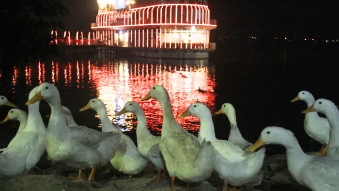 अप्रैल में अमेरिकन सफेद बत्तख लाए गए थे। जागरण