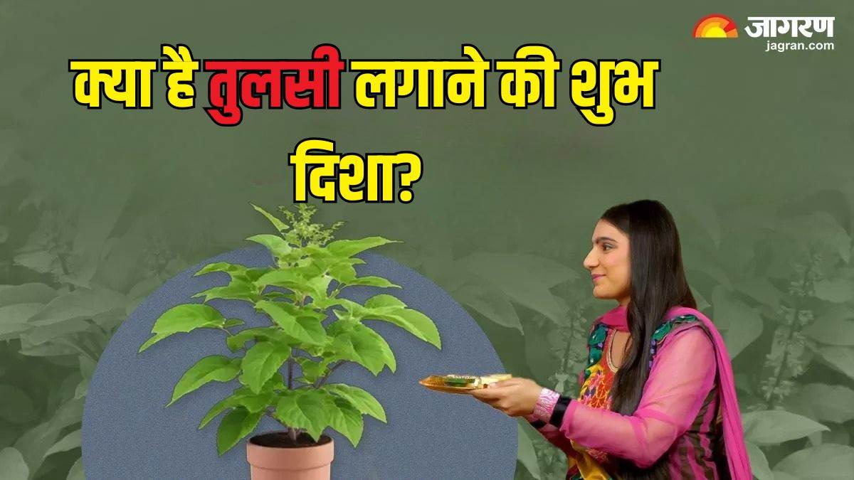 https://www.jagranimages.com/images/newimg/25092024/25_09_2024-tulsi_plant__2_23803948_121559321.jpg