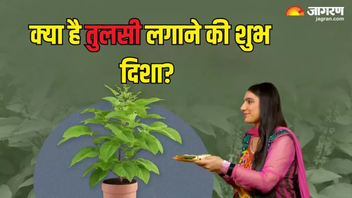 Tulsi Puja: किस दिशा में लगाएं तुलसी