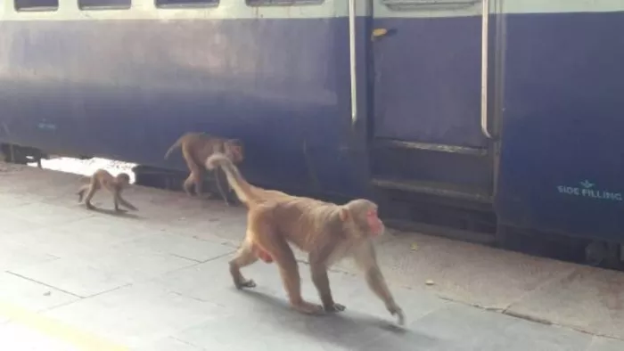 बंदरों की उछल कूद रोकने की रेलवे ने ढूंढ़ी तरकीब