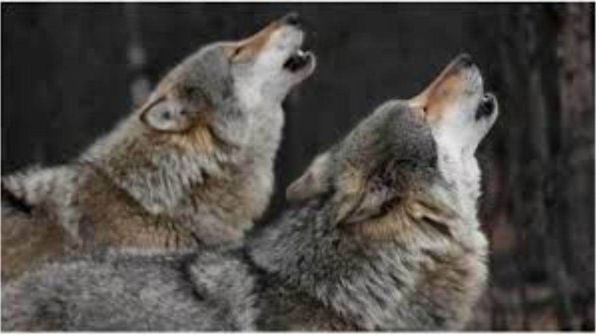 wolf escapes trap in bahraich villagers angered by failed capture