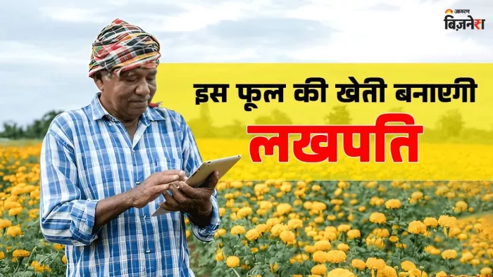 गेंदे की फूल की खेती से कुछ ही महीनों में बन सकते हैं लखपति, त्योहारों में होगी खूब कमाई!