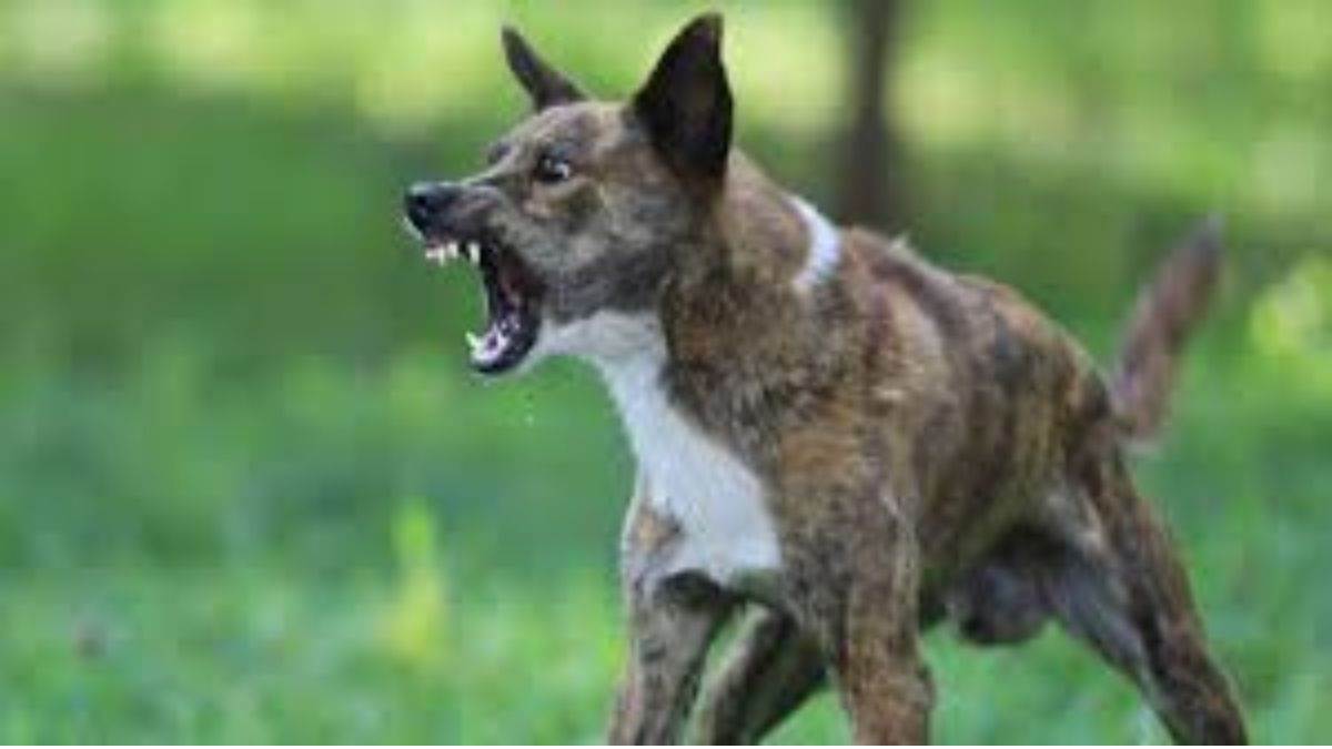 https://www.jagranimages.com/images/newimg/25092025/25_09_2025-dog_bite_2_24059206.jpg