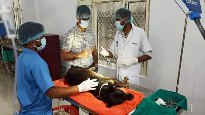 निगम के दो एनिमल केयर सेंटर में रोजाना 30-40 कुत्तों की नसबंदी की जा रही है।