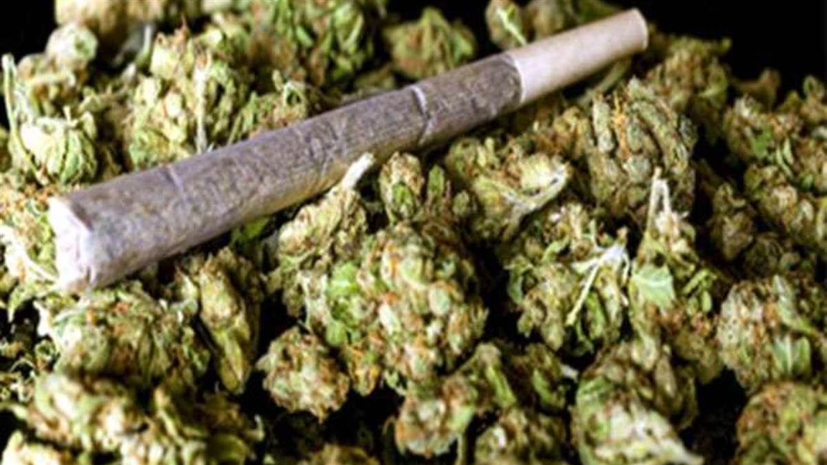 https://www.jagranimages.com/images/newimg/25092025/25_09_2025-ganja__24059853.jpg