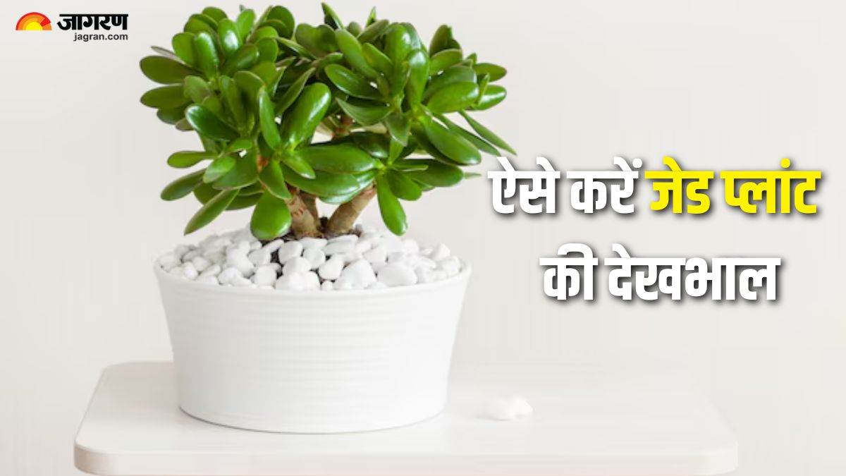 jade plant care tips how to grow healthy jade plant at home