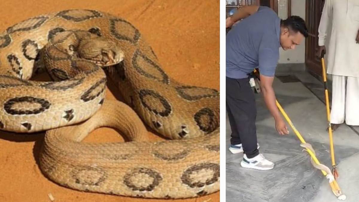https://www.jagranimages.com/images/newimg/25092025/25_09_2025-snake_100_r_24059900_19457870.jpg