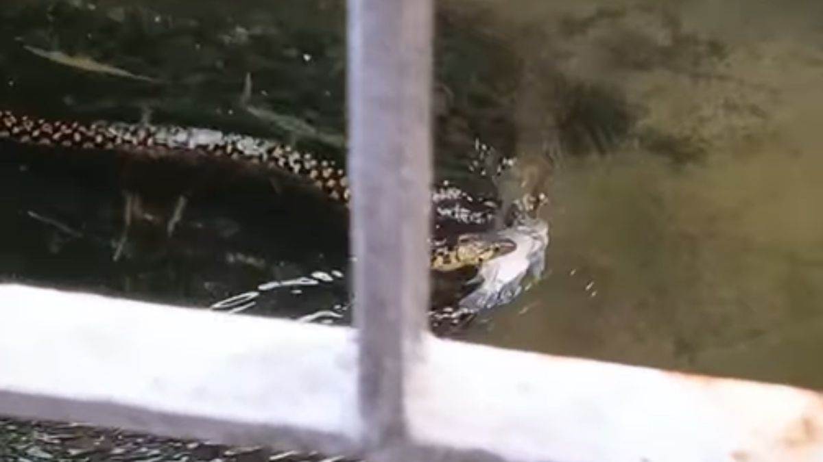 https://www.jagranimages.com/images/newimg/25092025/25_09_2025-snake_fish__24060006.jpg